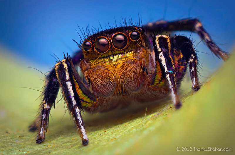 Illustration for article titled Alien monsters or awesome spiders, I just love these little guys
